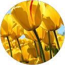 aziza mouahid profile picture